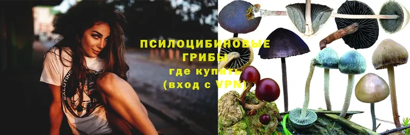 Галлюциногенные грибы Psilocybe  кракен ONION  Апатиты 